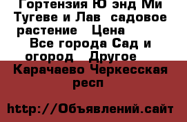 Гортензия Ю энд Ми Тугеве и Лав, садовое растение › Цена ­ 550 - Все города Сад и огород » Другое   . Карачаево-Черкесская респ.